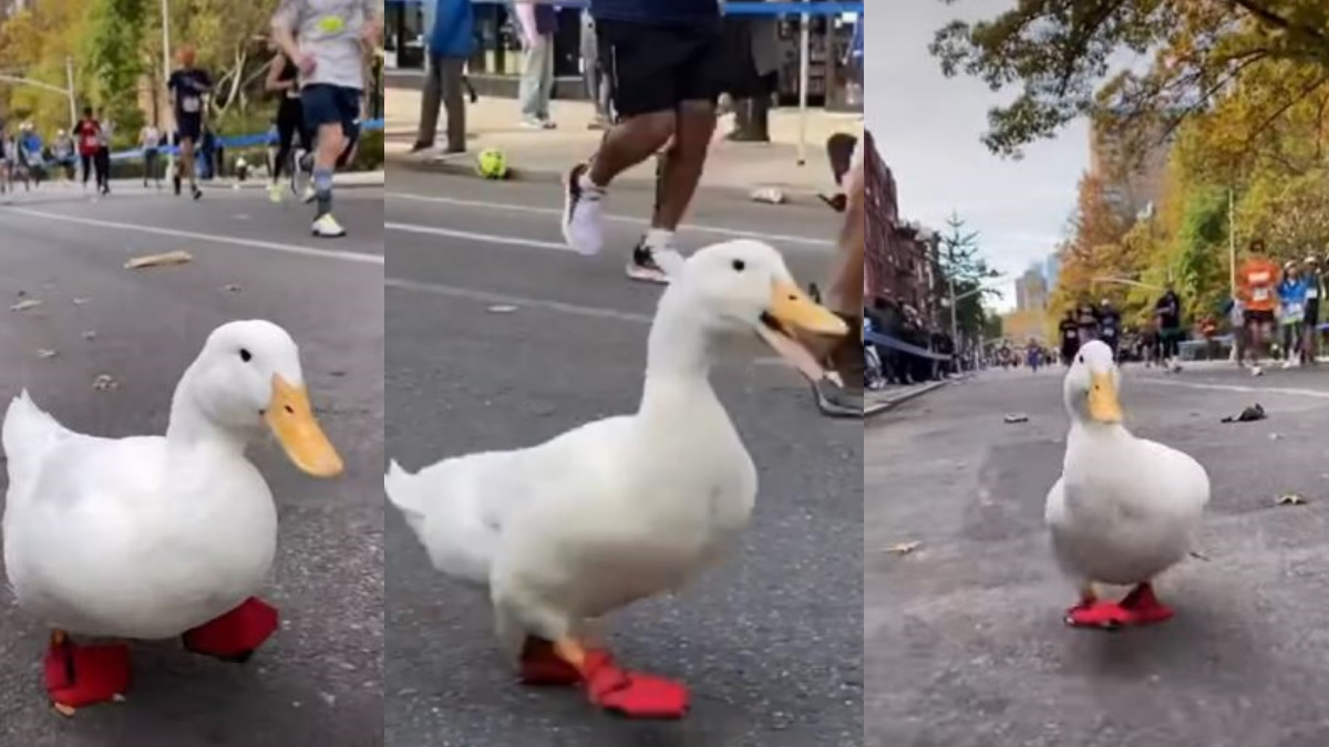 Chú vịt sở hữu hơn 100 nghìn lượt theo dõi trên MXH nhờ thi chạy marathon 