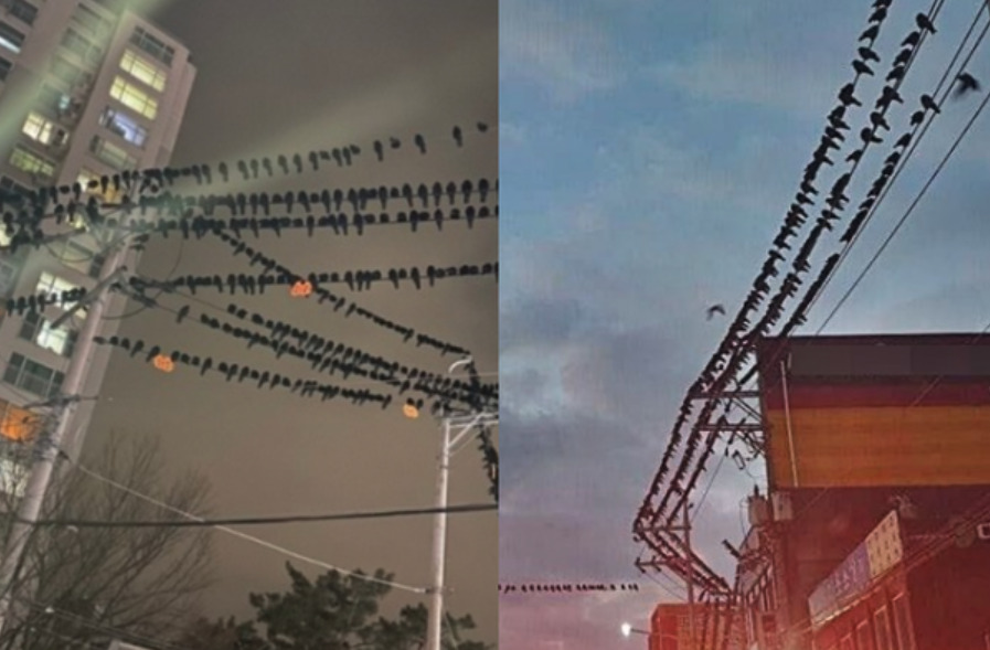 Việc nhẹ lương cao xứ Hàn: Ra đường chụp ảnh quạ là được chính phủ trả tiền