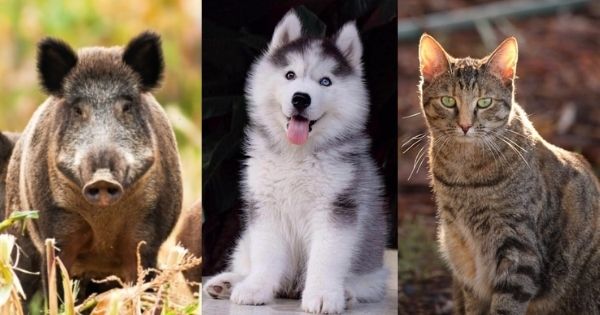 Ý nghĩa câu nói "Heo đến thì nghèo, chó đến thì giàu, mèo đến thì nhà có tang"