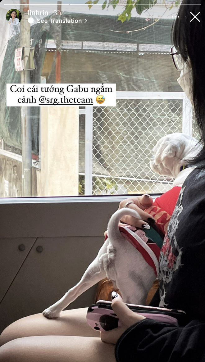 Chuyến nghỉ dưỡng lần này của Phillip Nguyễn và bạn gái còn có cả sự góp mặt của những chú cún mà cả hai cùng nuôi.