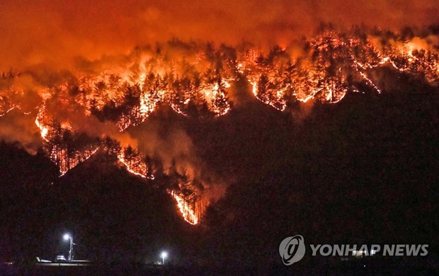 Một vụ cháy rừng đã xảy ra tỉnh duyên hải Bắc Gyeongsang vào 4 ngày trước