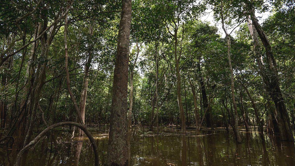 Glauco và Gleison đã thất lạc trong 27 ở rừng Amazon