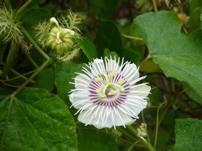 Hoa đơn có 5 cánh màu trắng, tím nhạt, đường kính 5,5cm.