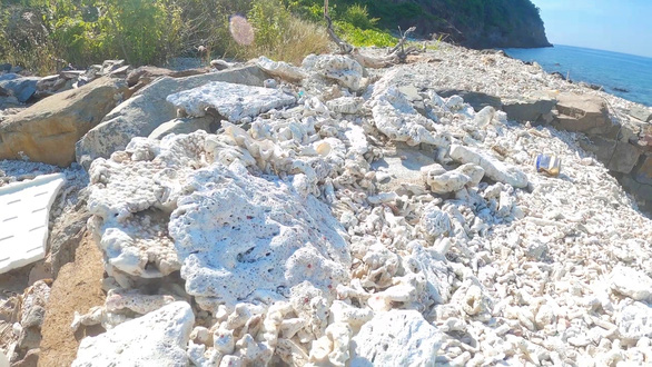 Nha Trang tạm dừng hoạt động du lịch lặn biển giữa tình hình suy giảm rạn san hô - Ảnh 4