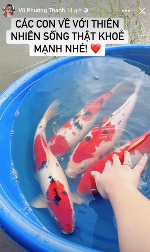 Khoe clip phóng sinh cá Koi xuống sông, nhà văn Gào bị mỉa mai: 