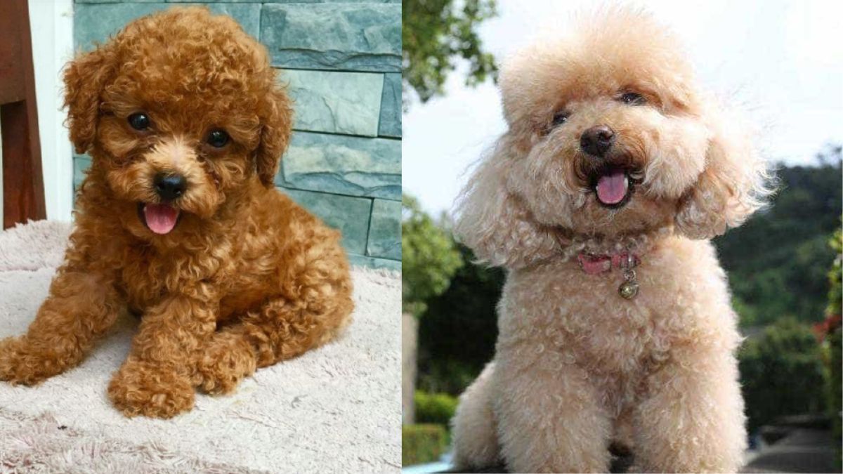 Chó Poodle - Nguồn gốc Poodle, cẩm nang, bảng giá và địa chỉ mua chó