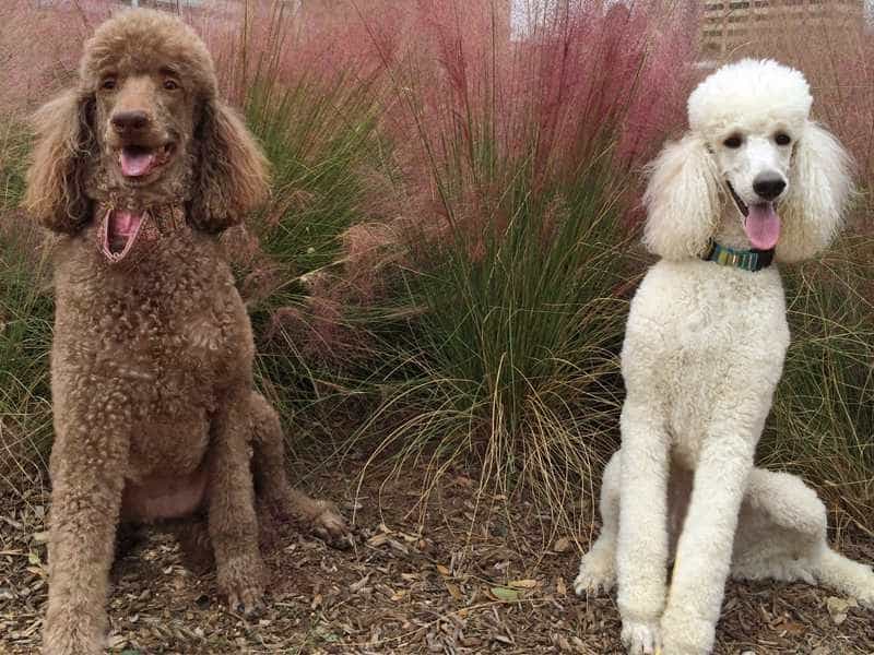 Chó Poodle - Nguồn gốc, cẩm nang, bảng giá chó Poodle - Ảnh 1