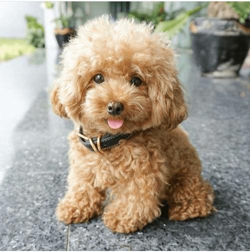 Chó Poodle - Nguồn gốc, cẩm nang, bảng giá chó Poodle - Ảnh 1