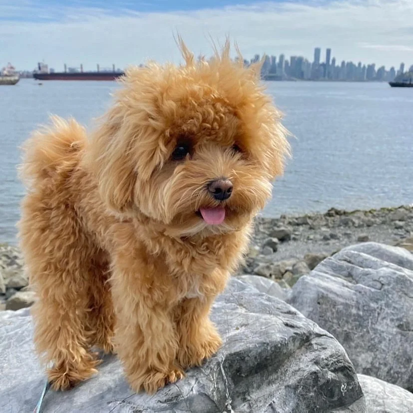 Chó Poodle - Nguồn gốc, cẩm nang, bảng giá chó Poodle - Ảnh 1