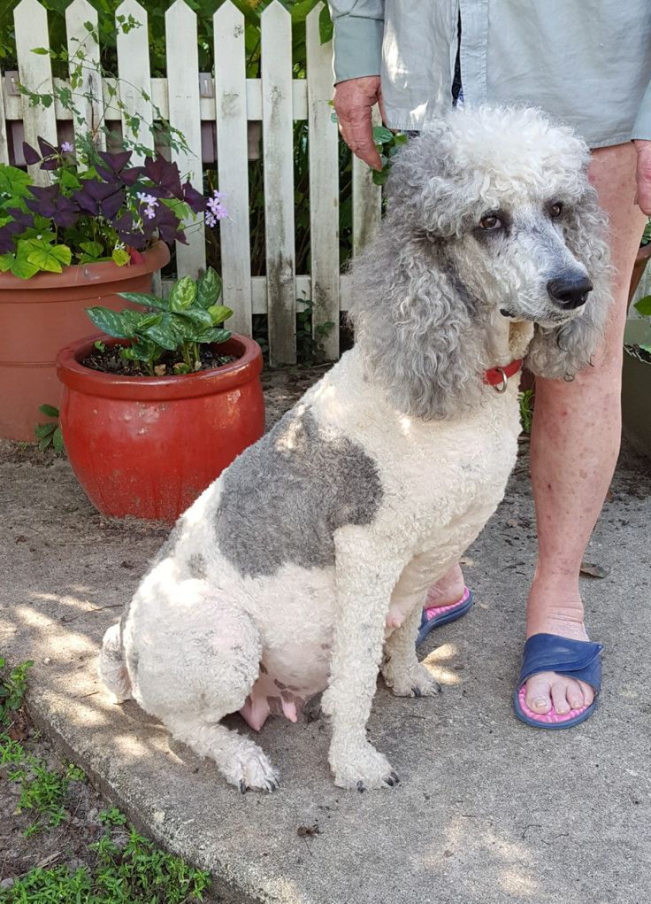 Chó Poodle - Nguồn gốc, cẩm nang, bảng giá chó Poodle - Ảnh 1