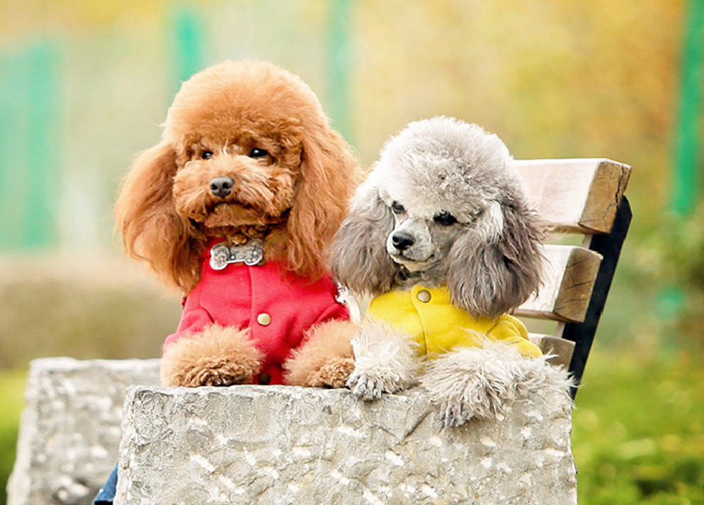 Chó Poodle - Nguồn gốc, cẩm nang, bảng giá chó Poodle - Ảnh 1