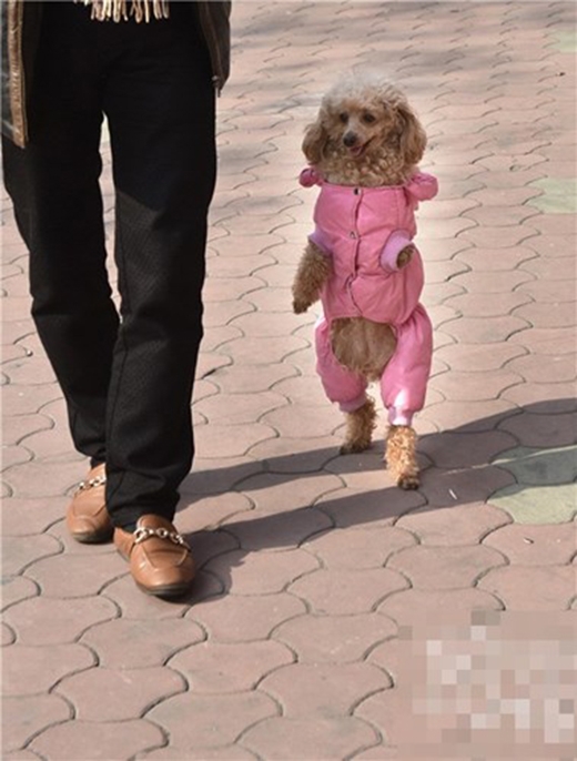 Chó Poodle - Nguồn gốc, cẩm nang, bảng giá chó Poodle - Ảnh 1