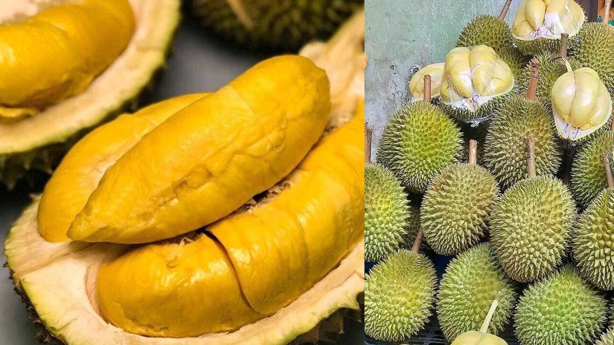 Ra mắt giống sầu riêng không mùi dành cho người không thích mùi sầu riêng