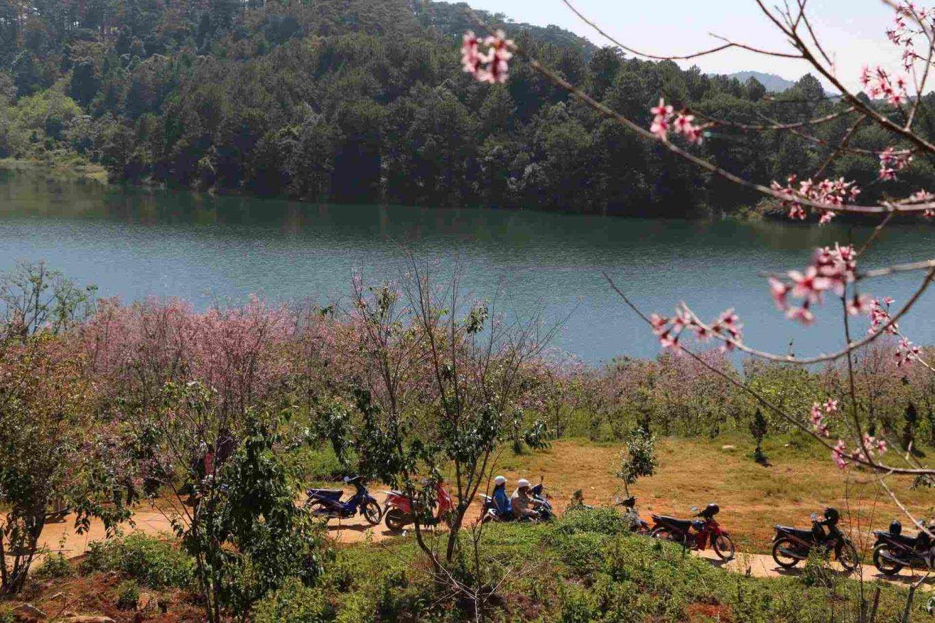 Rừng mai anh đào ở hồ Tuyền Lâm.
