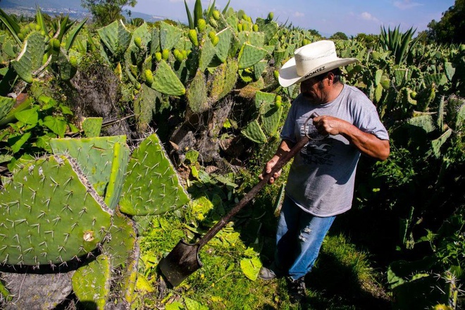 Ở Mexico, nhiều người dân trồng xương rồng như một loại rau xanh.