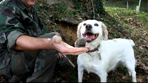 Để tìm nấm truffle, người ta phải nhờ sự trợ giúp từ chó...
