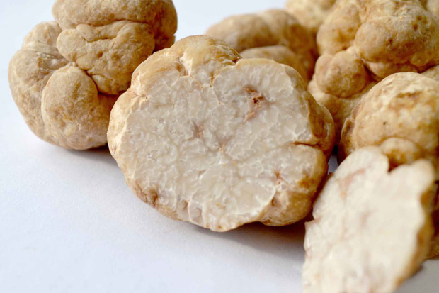 Nấm truffle trắng có hương thơm và giá trị dinh dưỡng cao.