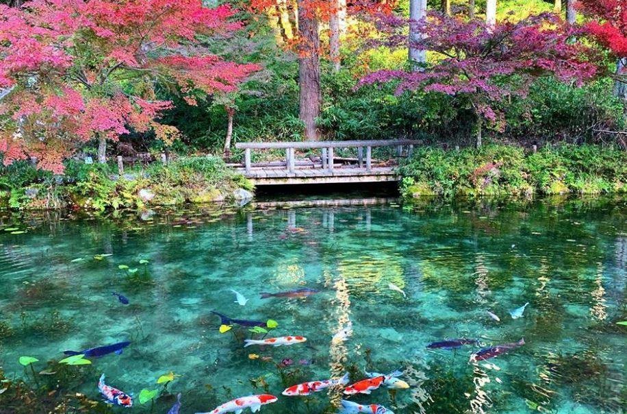 Monet's Pond: Từ ao nước bỏ hoang thành điểm đến đẹp như tranh vẽ của Nhật