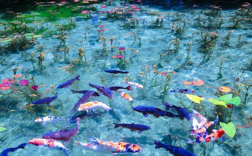 Ao nước Monet's Pond là điểm đến đẹp như tranh vẽ của xứ sở hoa anh đào.