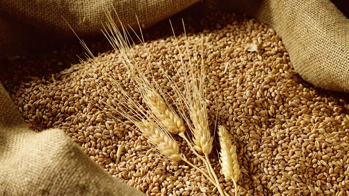 Lúa mì là thực phẩm thiết yếu ở Trung Đông và Bắc Phi.