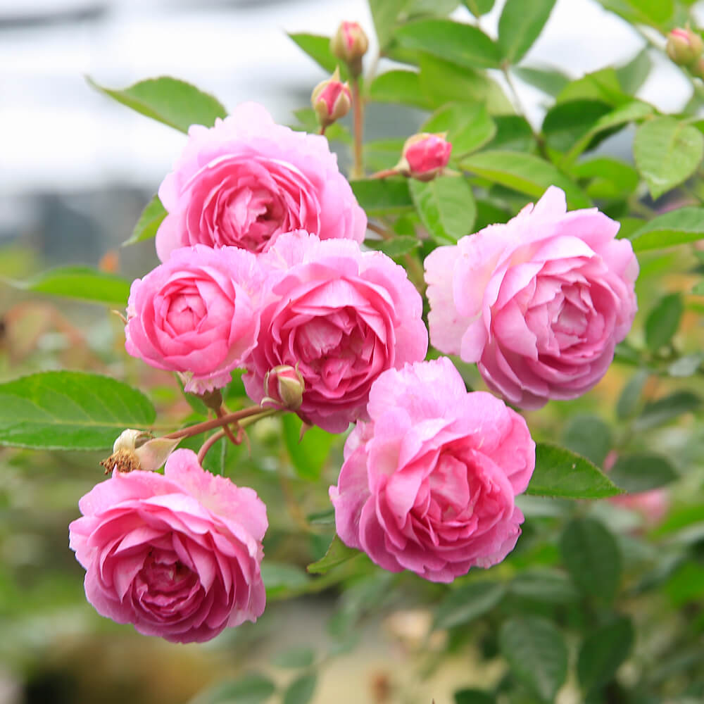 Hoa hồng có hương thơm thoang thoảng, dễ chịu.