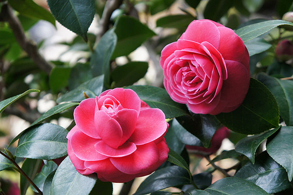 Hoa trà có mùi thơm tương tự hoa hồng nhưng nhẹ hơn.