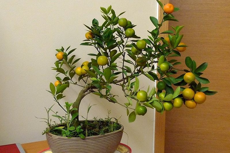 Top 10 cửa hàng bán quất cảnh mini ở Hà Nội đẹp mà hợp túi tiền để  trưng Tết