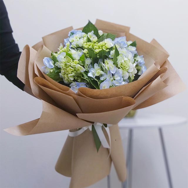 Hoa cẩm tú cầu được nhiều người yêu thích bởi màu sắc nhẹ nhàng, đẹp mắt.