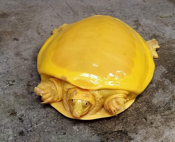 Xuất hiện rùa lạ vàng như trứng rán ở Ấn Độ - Ảnh 1