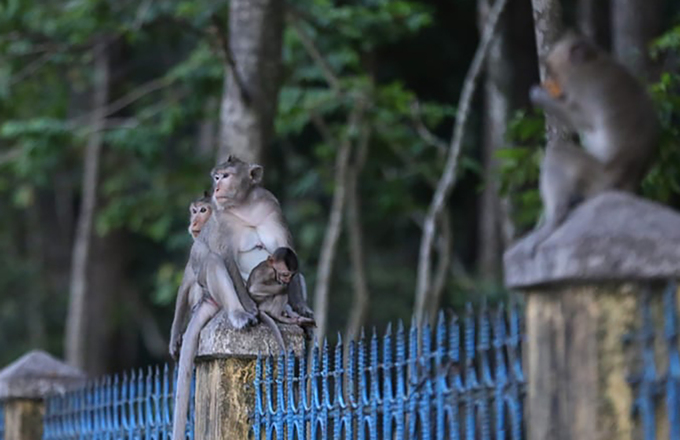 Đề xuất thả đàn khỉ ở Toà thánh Tây Ninh về rừng - Ảnh 2