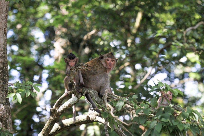 Đề xuất thả đàn khỉ ở Toà thánh Tây Ninh về rừng - Ảnh 1