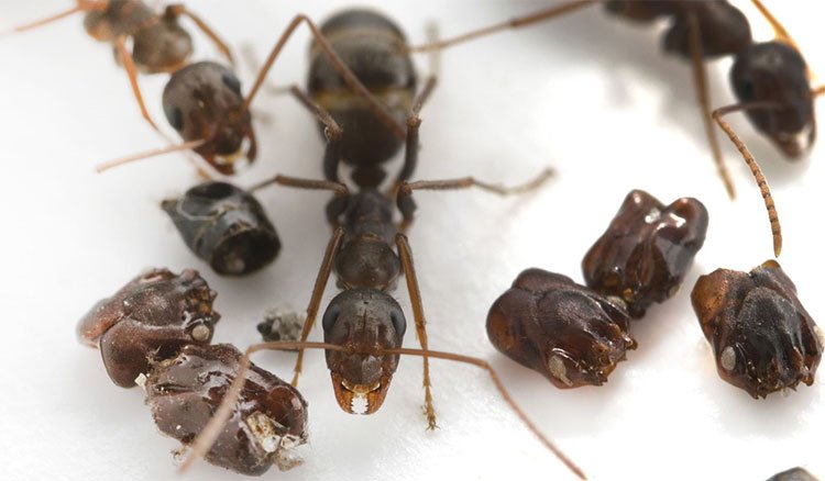 Loài kiến thích sưu tập 'đầu của kẻ thù' về trang trí tổ của mình - Ảnh 1