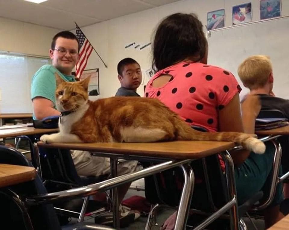 Mèo ta có những đặc quyền mà các học sinh khác ao ước đó là thích thì ngồi không thích thì nằm ườn ra