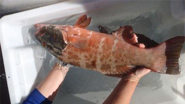 Lần đầu tiên phát hiện loài cá hồi bị ung thư da - Ảnh 1