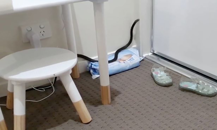 Hoảng hốt với rắn nâu độc nhất thế giới mò vào phòng ngủ trẻ em - Ảnh 1