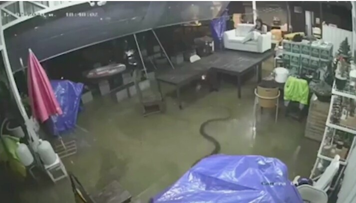 Rắn hổ mang chúa dài 4m bơi trong nhà dân ngập lụt - Ảnh 2
