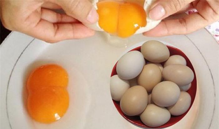 Lý giải vì sao trứng gà có đầu to đầu nhỏ và có quả trứng 2 lòng đỏ - Ảnh 1
