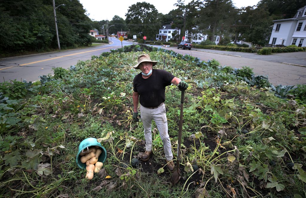 Người đàn ông trồng rau trên dải phân cách để tặng cho người vô gia cư - Ảnh 5
