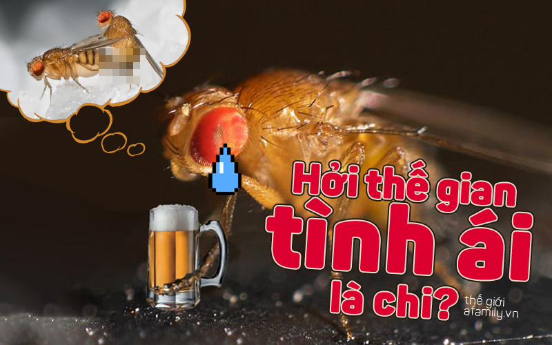 Ai nói chỉ có con người, ruồi giấm mà bị thất tình cũng đau khổ thế này - Ảnh 1