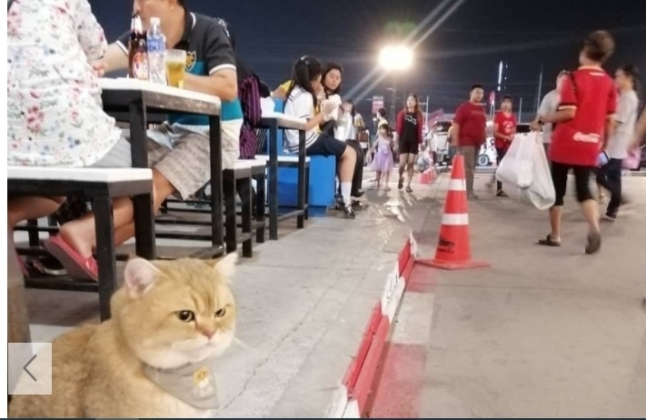 Cư dân mạng cười ngất với chú mèo 'hờn cả thế giới' khi đợi chủ mà bị hiểu lầm là ăn xin
