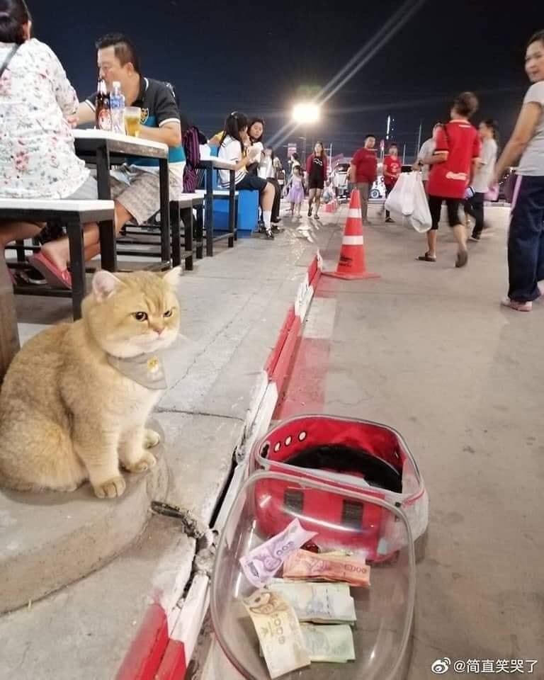 Bé mèo ngồi chờ chủ nhưng được mọi người cho rất nhiều tiền.
