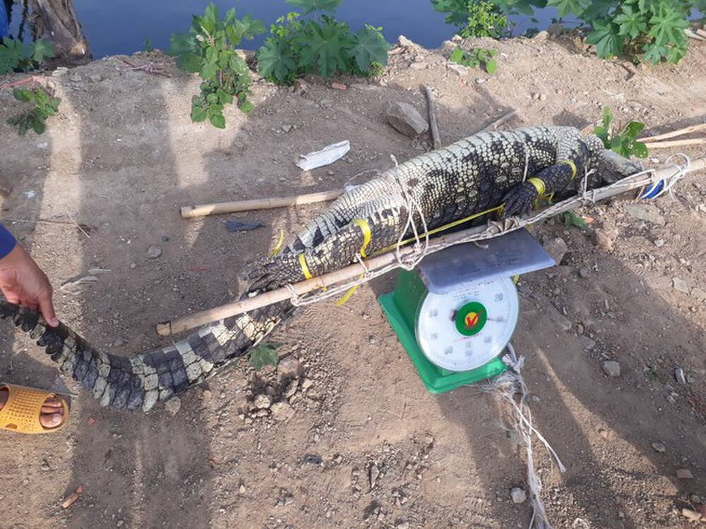 Vũng Tàu đã bắt được con cá sấu sổng chuồng ở hồ nước gần khu dân cư - Ảnh 1