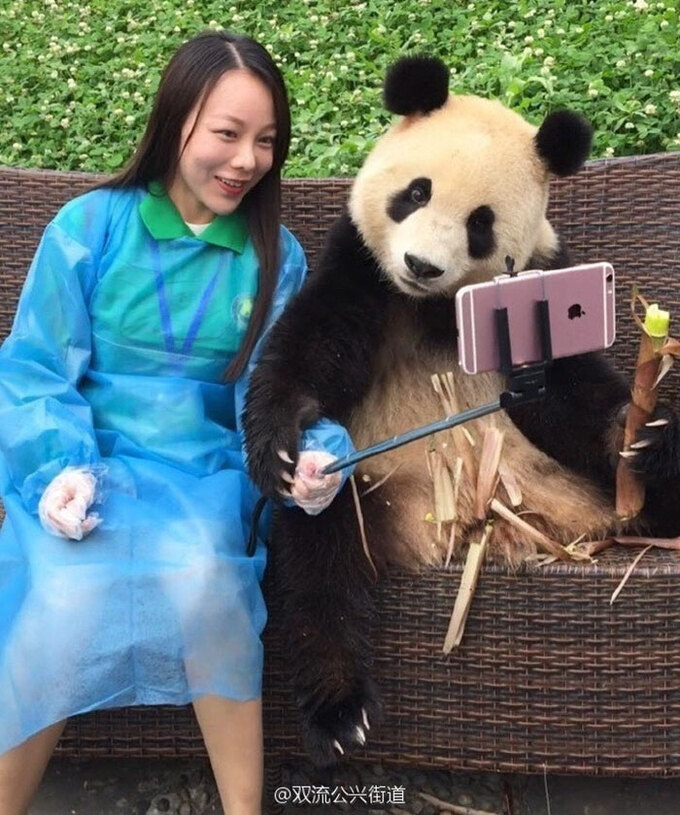 Tượng gấu trúc 130 tấn 'nằm ngửa selfie' gây sốt ở Trung Quốc - Ảnh 7