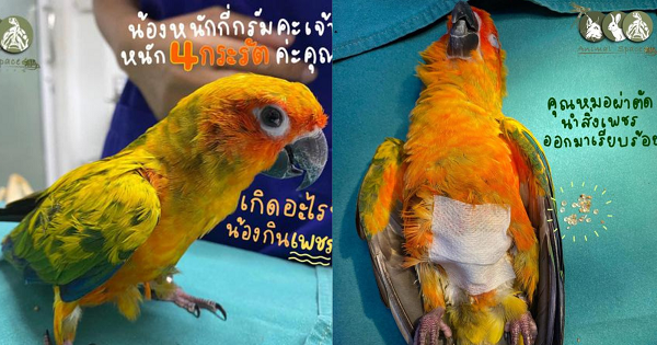 Chú vẹt phải nhập viện vì nuốt 21 viên kim cương