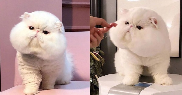 Chú mèo nổi tiếng khắp cõi mạng vì má bánh bao, mặt hờn dỗi như thể cả thế giới nợ mình lời xin lỗi