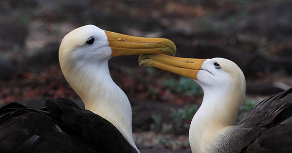 Tỷ lệ ngoại tình, ly hôn ở loài hải âu tăng kỷ lục trong 15 năm qua