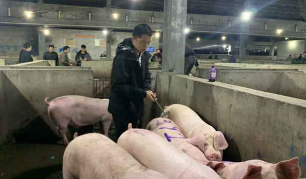 Thanh niên tốt nghiệp ĐH bằng đỏ bỏ việc về bán thịt lợn, 3 ngày lãi bằng cả tháng lương công chức - Ảnh 2