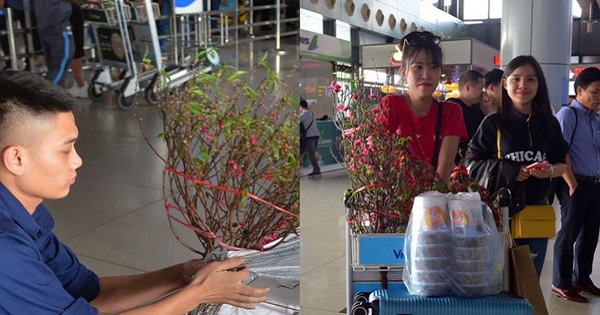 Từ ngày 17/1, hành khách có thể mua vé máy bay vận chuyển trọn gói hoa mai, hoa đào về ăn Tết