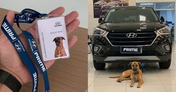 Hãng xe hơi hàng đầu Hàn Quốc cho 1 chú chó hoang làm nhân viên bán hàng cao cấp, doanh thu vượt KPI