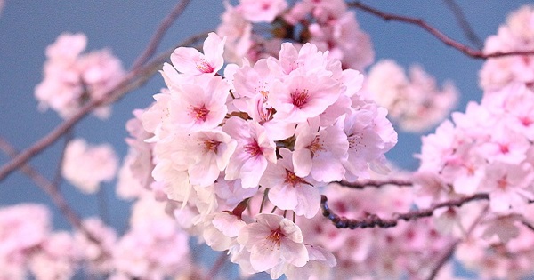 8 điềm báo đến vào ngày Tết báo hiệu một năm may mắn, làm gì cũng thành công